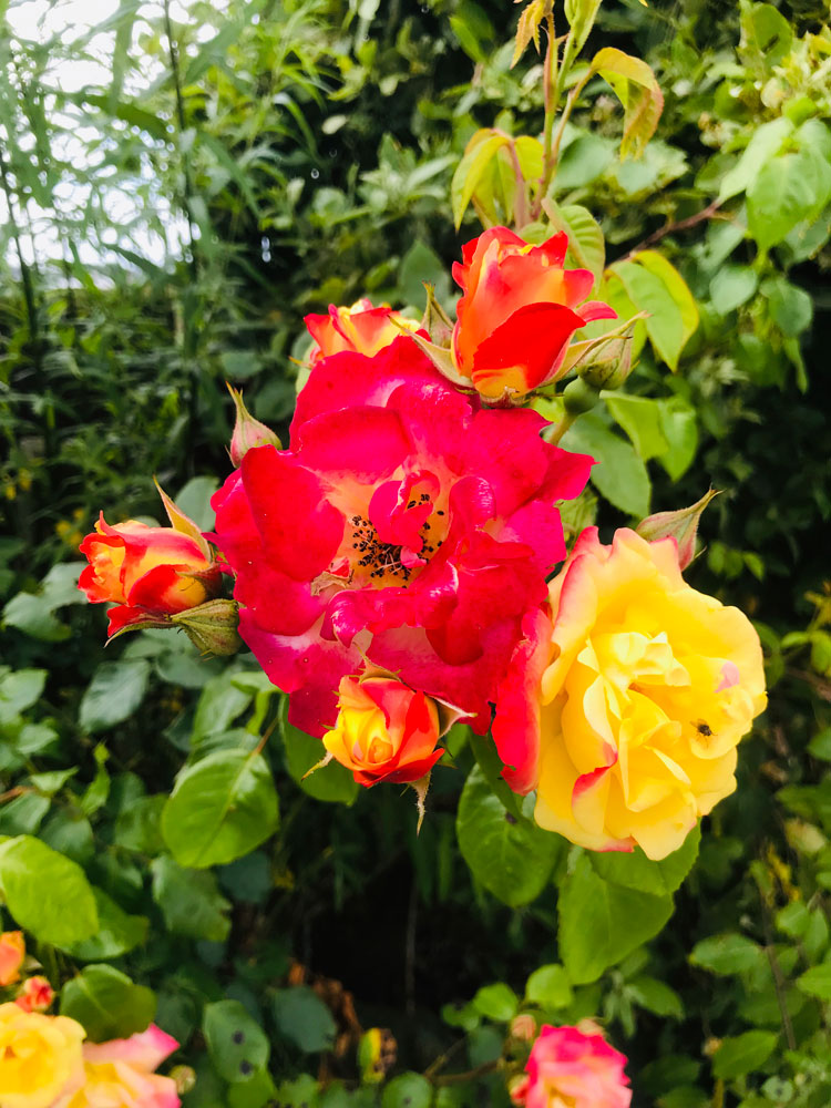 flower flower